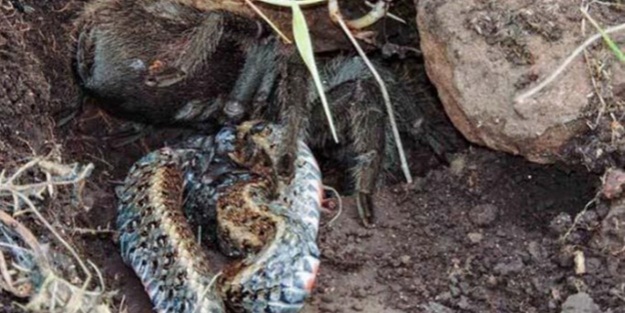 Vahşi yaşamda ilk kez görüldü!