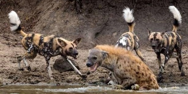 Vahşi yaşamdan çarpıcı av kareleri