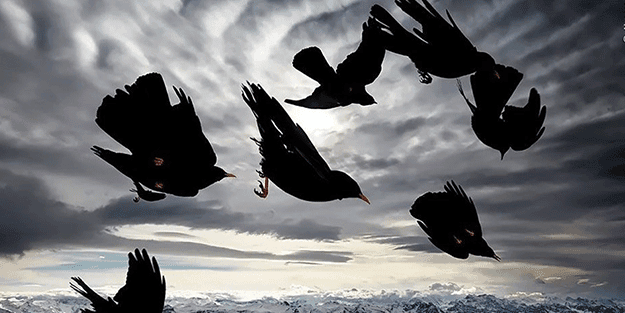 ‘Vahşi Yaşam’dan dünyayı adeta kilitleyen görüntüler! Öyle bir şey yakaladılar ki…