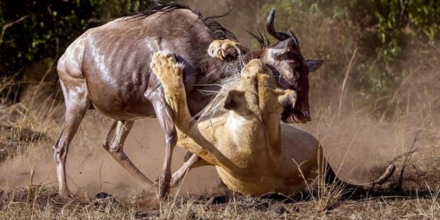 Vahşi yaşamdan inanılmaz mücadele