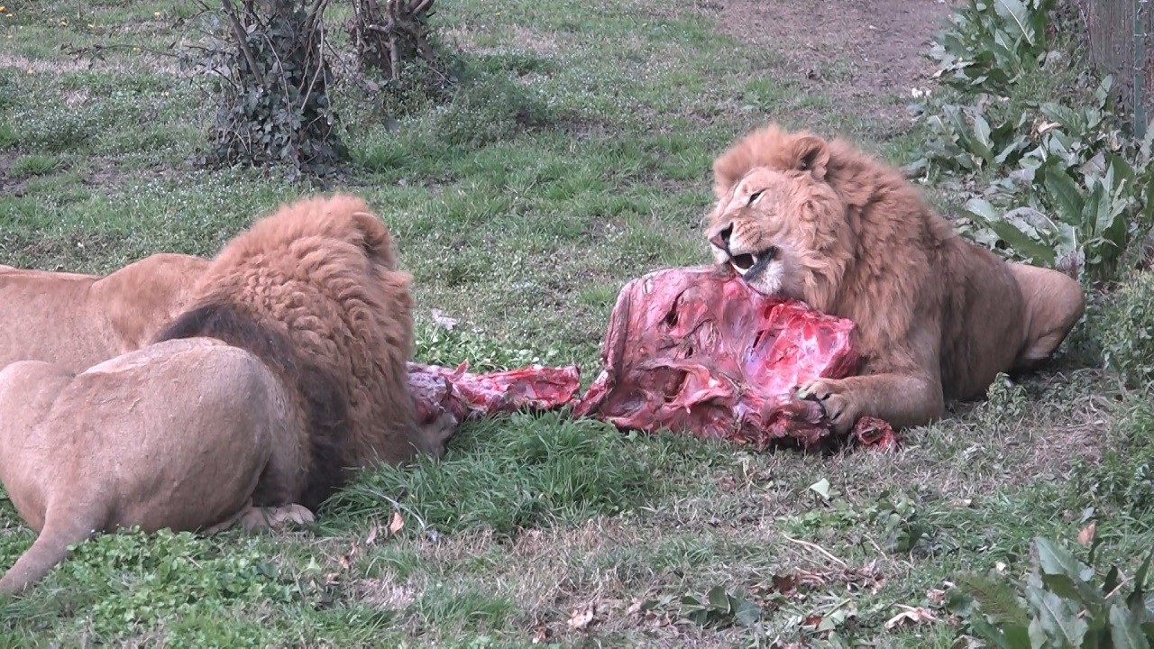 Vahşi ziyafet: Aslanlar 75 kilo eti tek hamlede parçaladı!