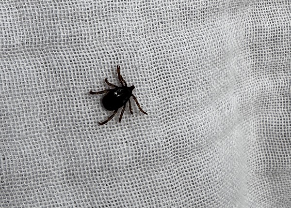 Vakalar artıyor! 22 vakadan 3'ü hayatını kaybetti