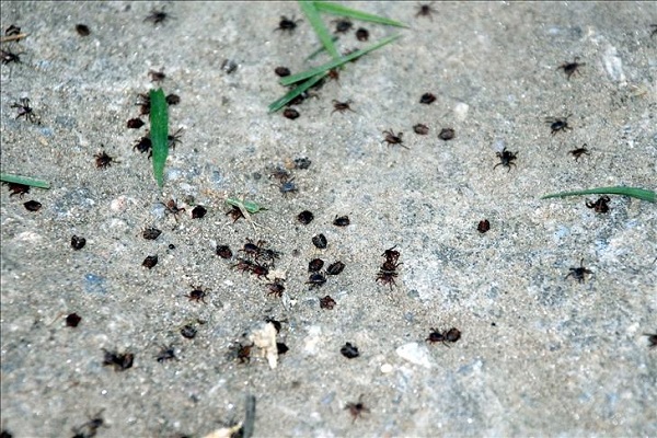 Vakalar arttı! İki kişi öldü