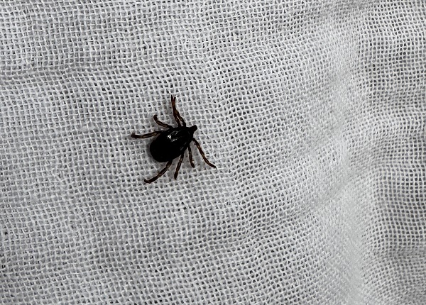 Vakalar gittikçe artıyor! Sakın üzerine kolonya dökmeyin