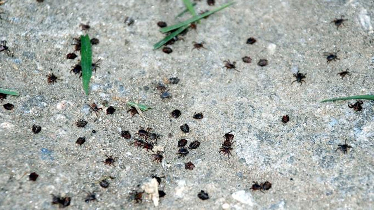 Vakalar peş peşe geliyor! Bu kez uyarı Sağlık Bakanlığı'dan geldi