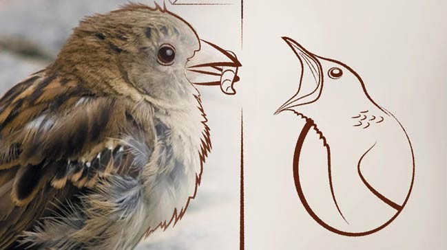 Vakıf Katılım’la kuş evleri yeniden hareketleniyor