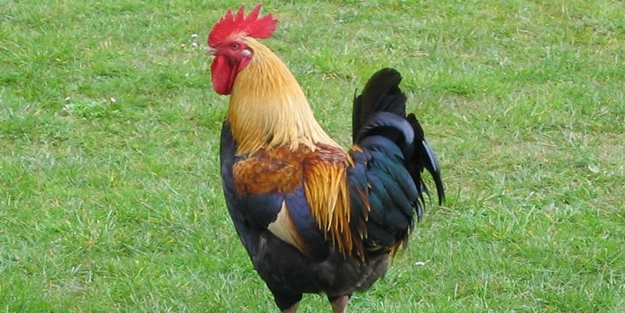 Vakitsiz öten horozlar için yasa çıkarıldı!