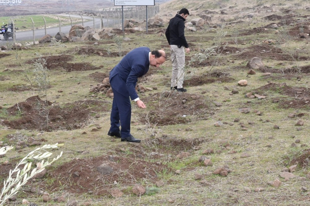 Vali fidan dikilen alanlarda inceleme yaptı 