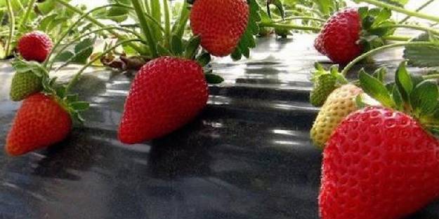 'Vali Hanım Çileği' projesi