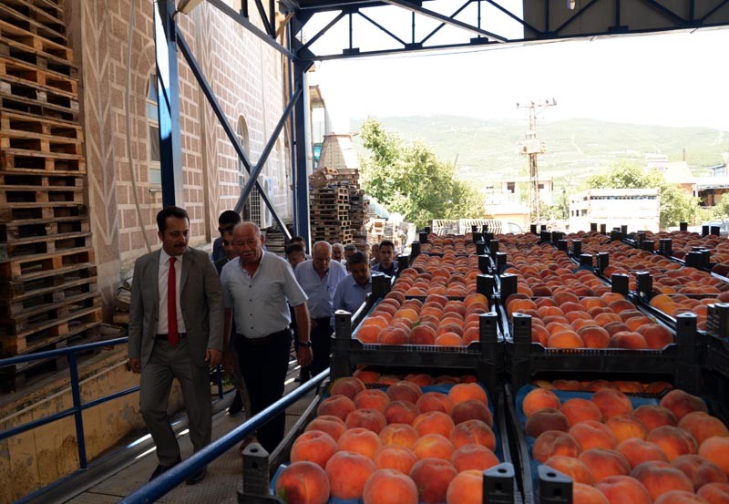 Vali Şentürk şeftali hasadı yaptı 