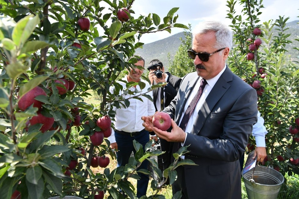 Vali, tekneyle göle açılarak, bahçede elma topladı 