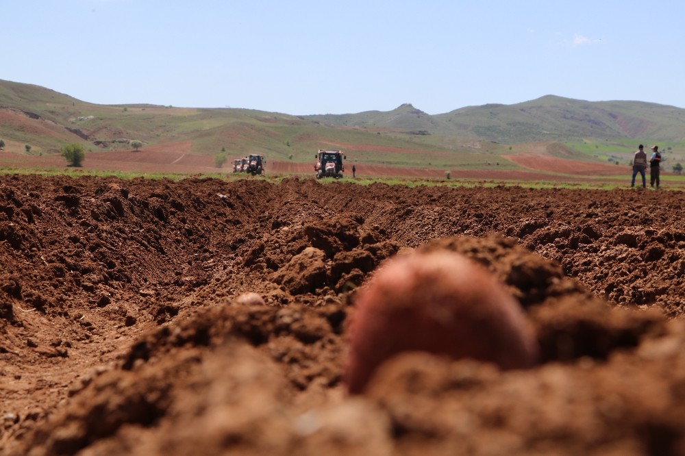 Vali traktör koltuğuna geçti, patates ve pancar ekti 