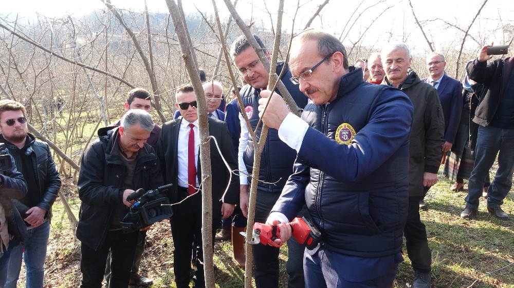 Vali Yavuz: “Fındık üretimi yüzde 10 artarsa, 400 milyon lira ek gelir olur” 