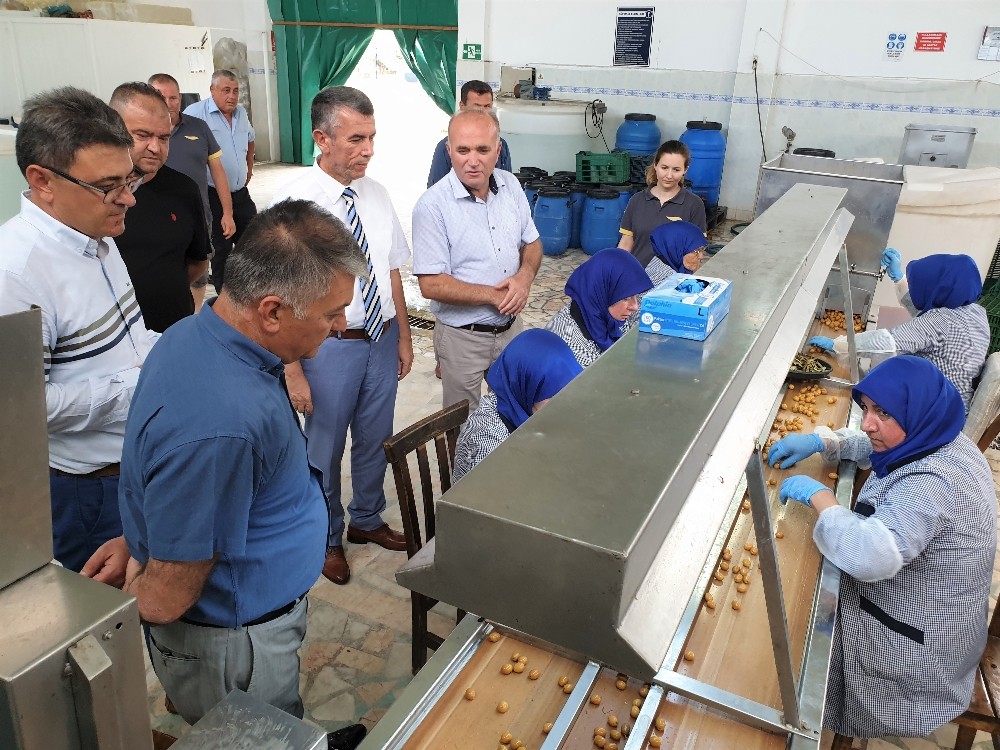 Vali Yazıcı “Ülkemizde insanların zeytinyağı tüketimini yaygınlaştırmamız lazım” 