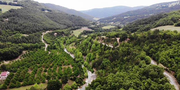 Valilik duyurdu! Ormanlara giriş yasaklandı