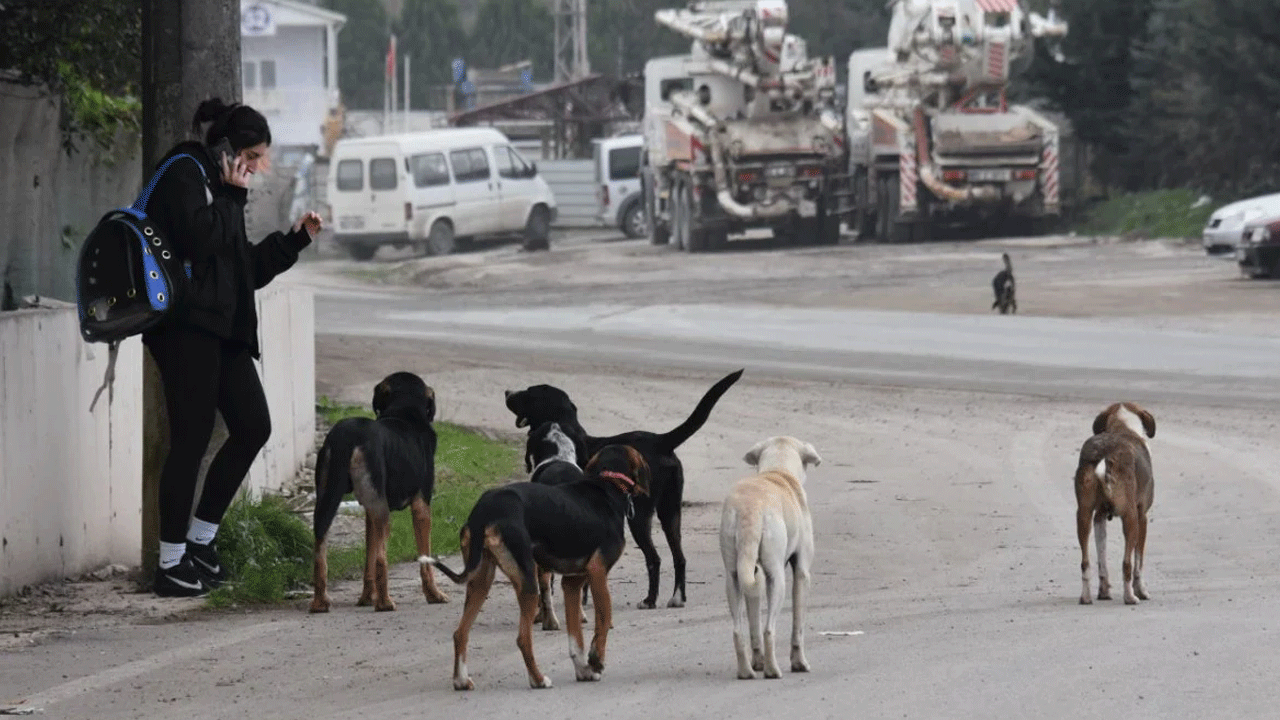 Valiliklere 'sahipsiz köpek' yazısı gitti! Uymayan belediyelere 71 bin TL ceza