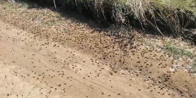Valilikten çekirge istilasına ilişkin açıklama