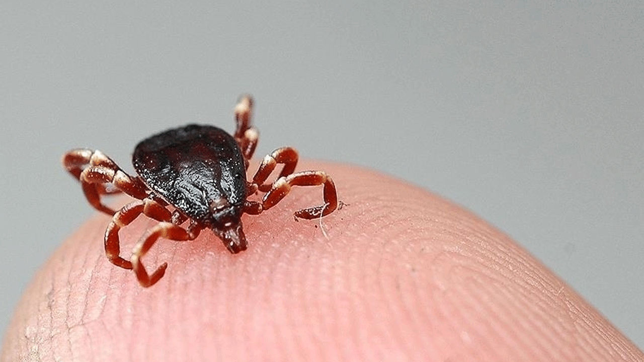 Valilikten Kırım Kongo Kanamalı Ateşi uyarısı