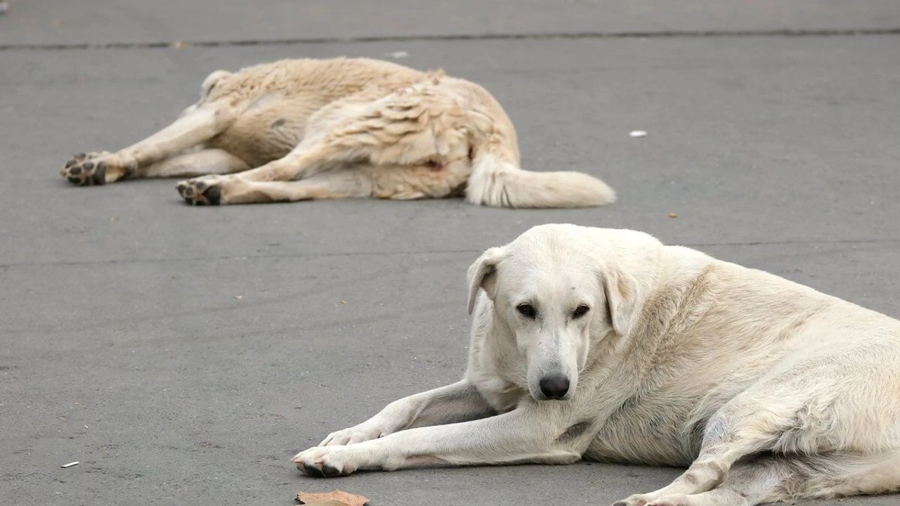 Valilikten talimat: İttaparlardan korkup köpekleri toplamayan belediyeler ayvayı yedi!