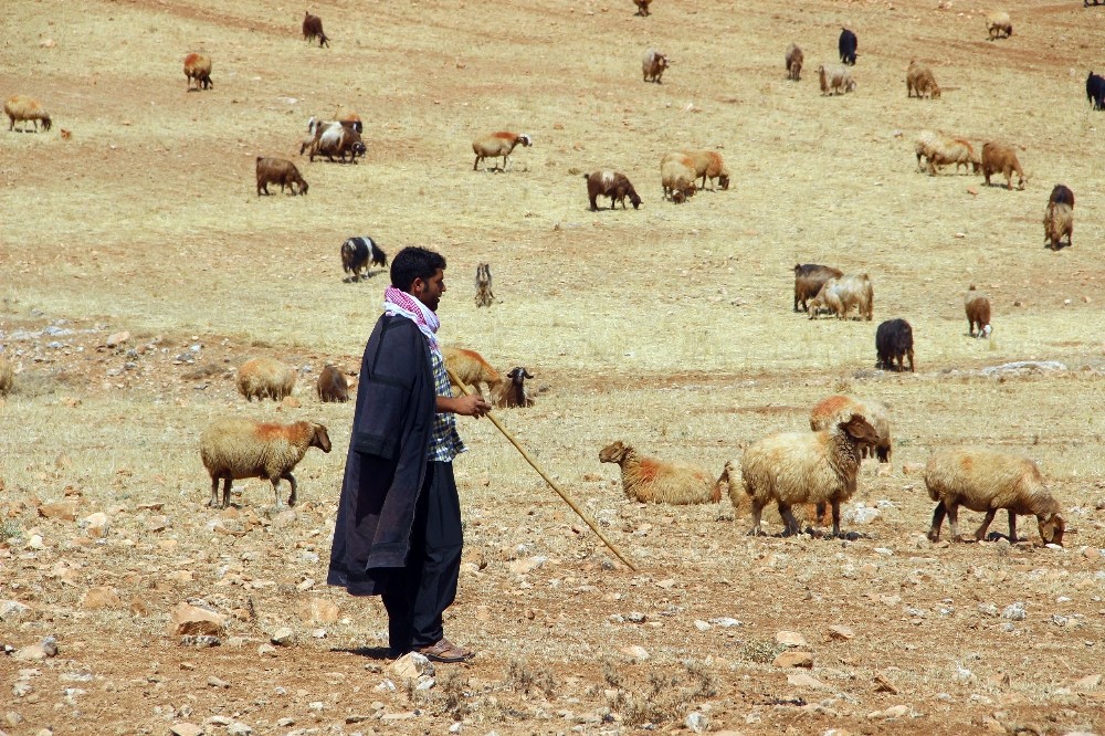 Valilik’ten yayla ve mera kullanımı genelgesi 