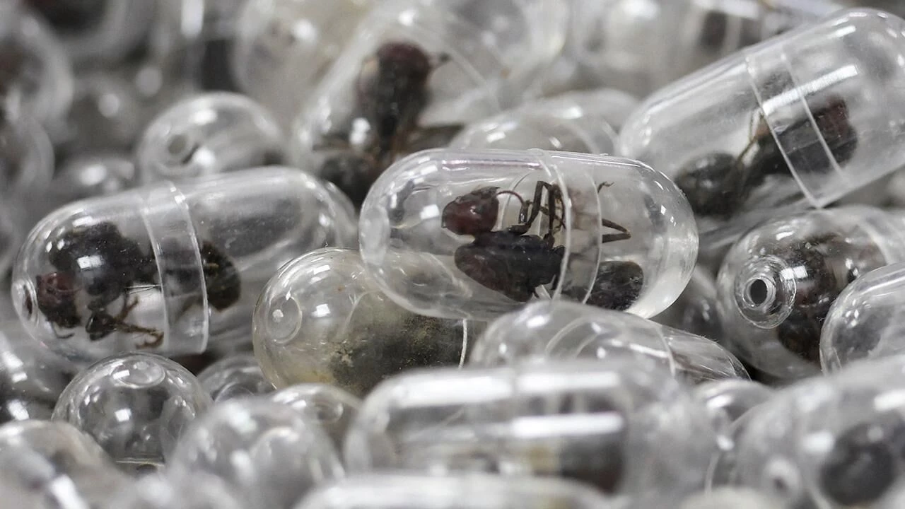 Valizde 2 bin canlı karınca ile yakalandı!