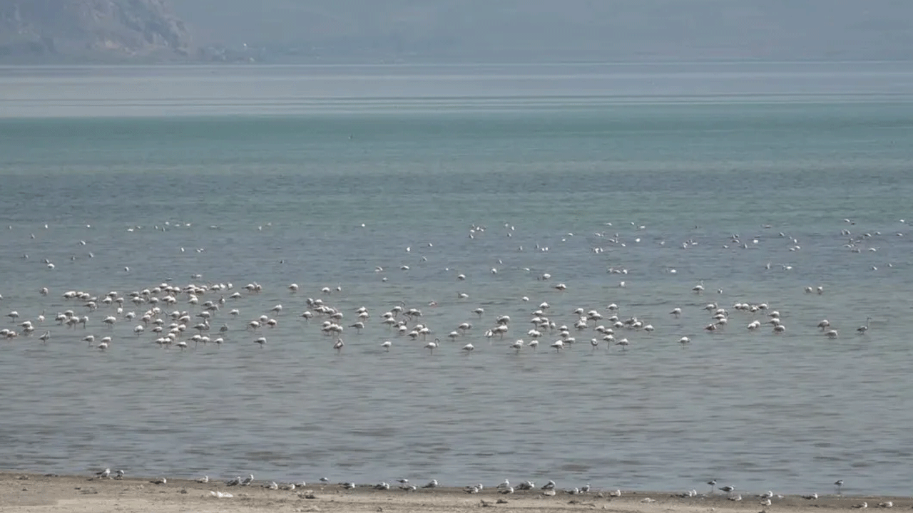 Van Gölü yeni misarilerini ağırlıyor!