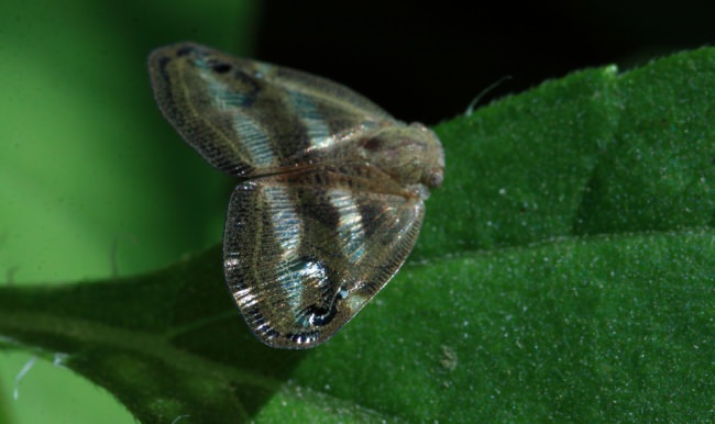 Vampir kelebek dehşeti!