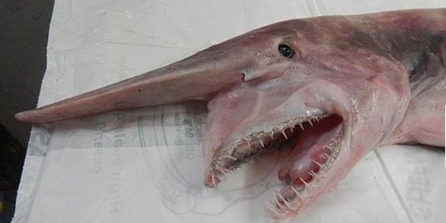 Vampir Köpekbalığı yakalandı - FOTO