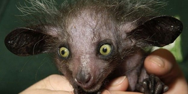 Vampir sandılar ama...