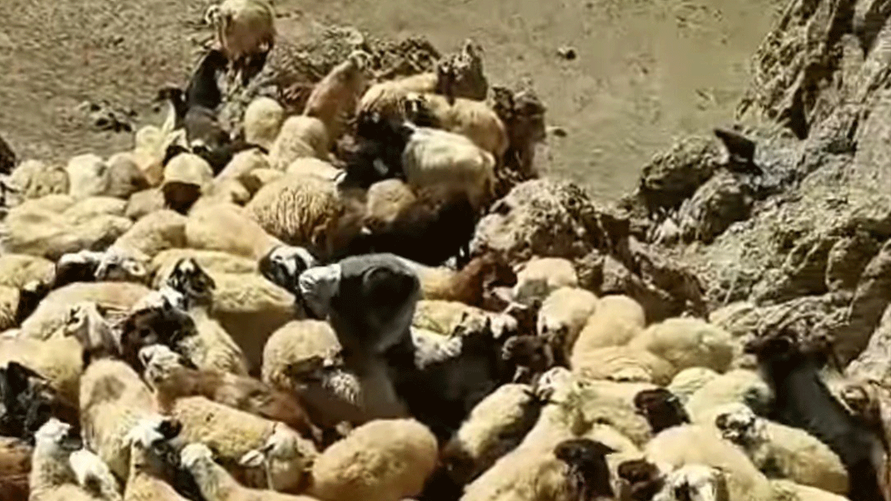 Van Başkale’de kurt saldırısı! Sürüde büyük kayıp yaşandı