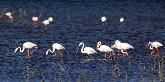 Van Erçek Gölü'nde '8'inci Flamingo Festivali' gerçekleştirildi