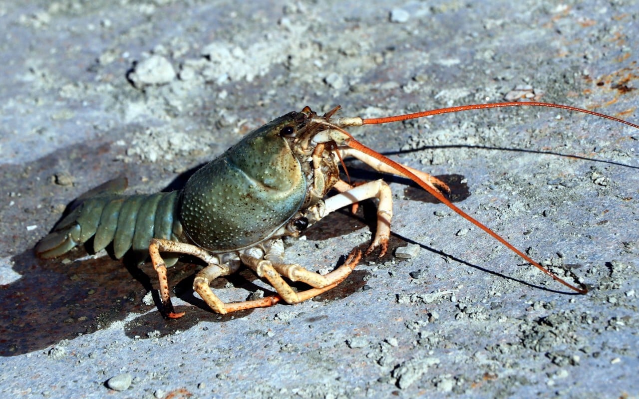 Van Gölü Havzası'nda yeni tehlike! Bu kez tatlı su ıstakozu ortaya çıktı