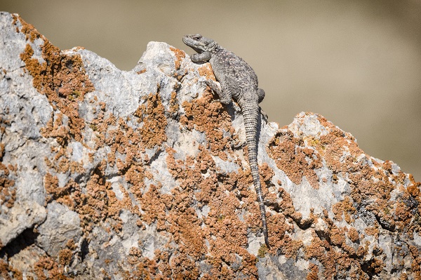 Van Gölü onlarca türe ev sahipliği yapıyor