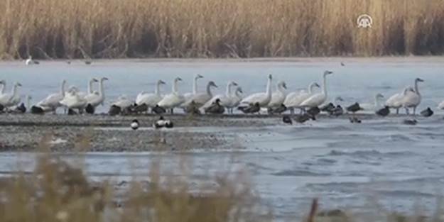 Van Gölü ziyaretçilerine kavuştu - VİDEO