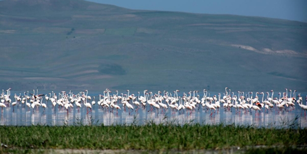 Van Gölü'nde Flamingo şöleni