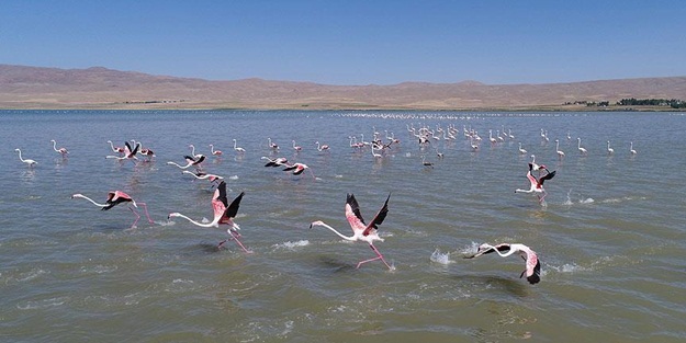 Van Gölü'nde hareketlilik