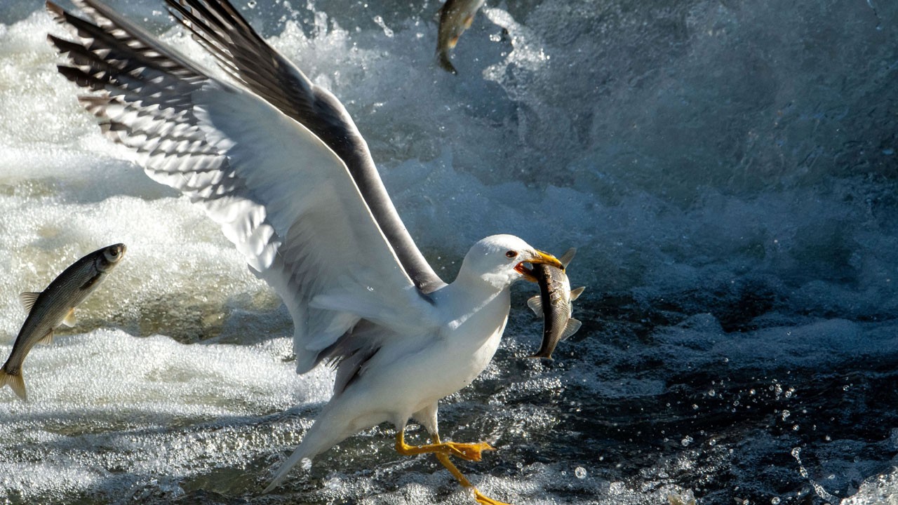 Van Gölü’nde inci kefali rekoru!