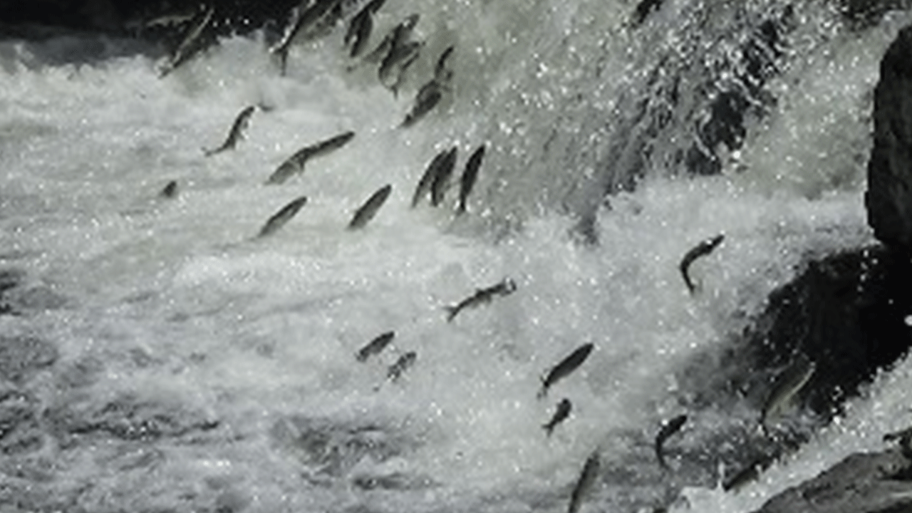 Van Gölü'nde inci kefallerinin göçü izleyenleri büyülüyor!