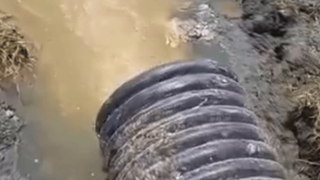 Van Gölü'nde neler oluyor: Şırıl şırıl su sesi bildiğiniz su sesi değil!