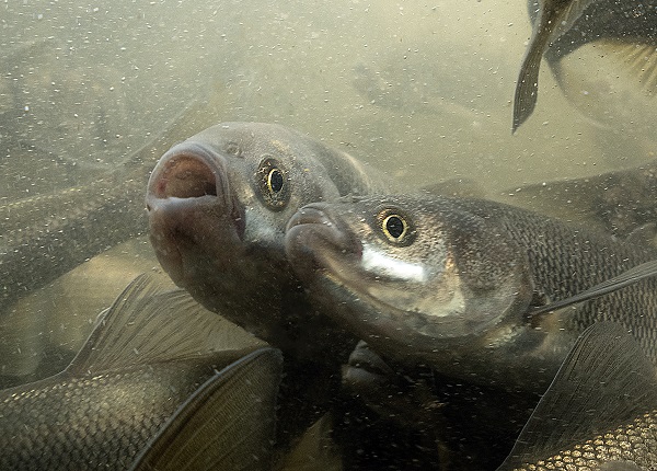"Van Gölü'nün incileri" tatlı sulara güvenle yolcuk yapıyor