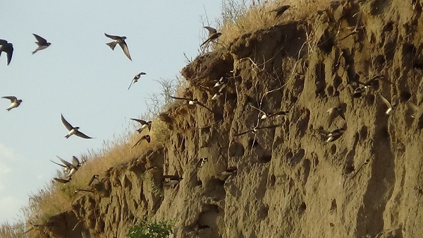 Van Gölü'nün sevimli misafirleri