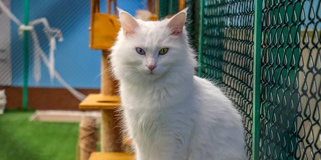  Van kedisi, Dünya Kediler Günü'nde de ilgi odağı oldu