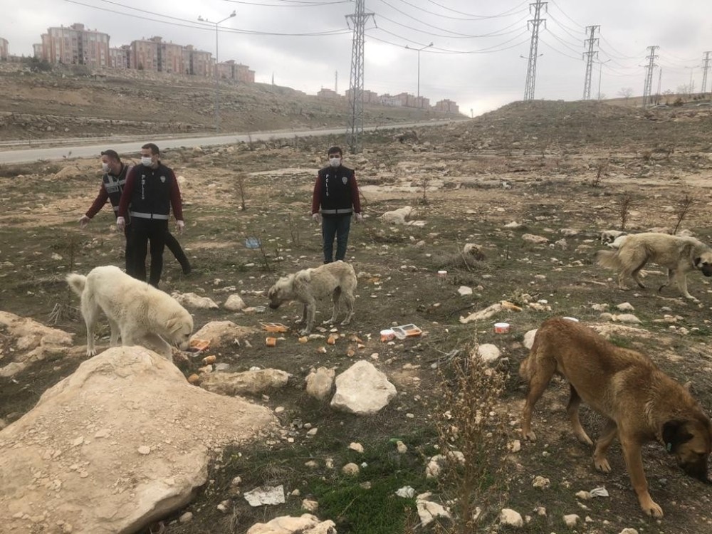Van polisi sokak hayvanlarını unutmadı 