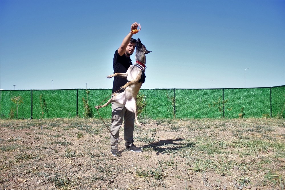Van’a 3 yeni dedektör köpek 