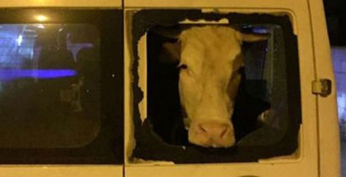 Van’da 22 hırsızlık olayına karışan 7 zanlı operasyonla yakalandı
