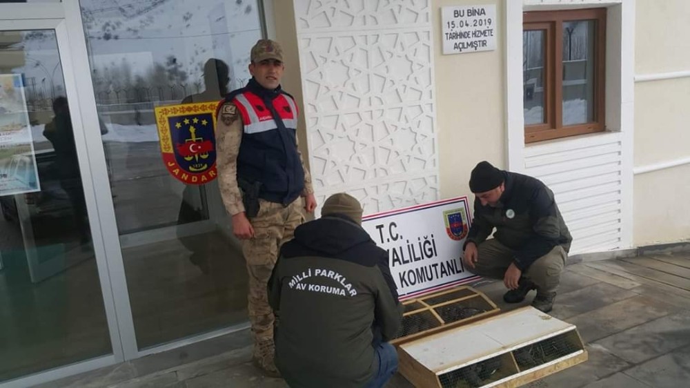 Van’da 75 Common Myna kuşu ele geçirildi 