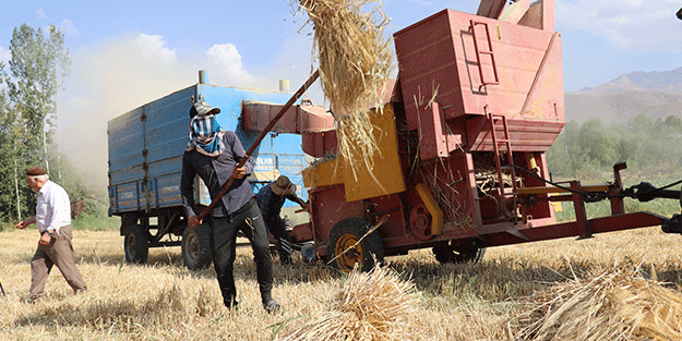 Van’da arpa hasadı başladı