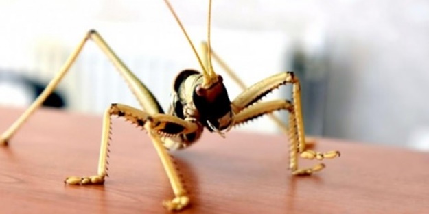 Van'da bulunan dev çekirge şaşırttı!