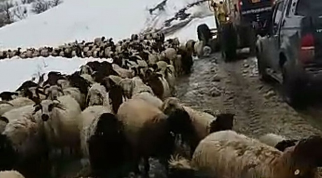 Van'da dağda mahsur kalan 8 çoban ve 2 bin koyun kurtarıldı