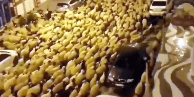 Van'da ilginç görüntü... Zabıta cezayı kesti